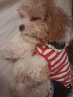 MADISON     , a female Cavapoo and Poodle - Toy  for sale in Garyville, LA – 4 of 9