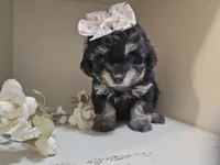 ATLANTA, a female Cavapoo and Shihpoo for sale in Garyville, LA – 8 of 10