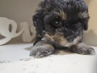 ARMANI , a male Cavapoo and Poodle - Toy  for sale in Garyville, LA – 10 of 10