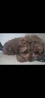 GIORGIO Toy POODLE &Cavapoo Shihpoo , a male Cavapoo and Shihpoo for sale in Garyville, LA – 8 of 9