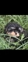 JOURNIE  T-CUP CAVAPOO SIZE, a female Cavapoo and Poodle - Toy  for sale in Garyville, LA – 2 of 9