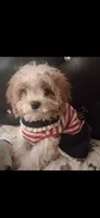 MADISON     , a female Cavapoo and Poodle - Toy  for sale in Garyville, LA – 2 of 9