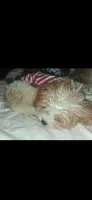 MADISON     , a female Cavapoo and Poodle - Toy  for sale in Garyville, LA – 6 of 9