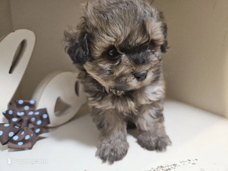 GEORGIE – Cavapoo, Poodle - Toy  puppy for sale in Garyville, LA