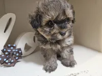 GEORGIE, a male Cavapoo and Shihpoo for sale in Garyville, LA – 1 of 9