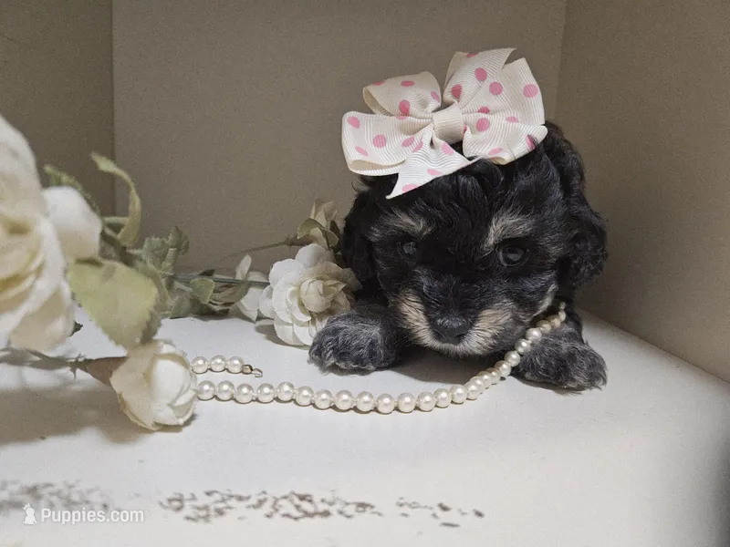 ATLANTA – Cavapoo, Poodle - Toy  puppy for sale in Garyville, LA