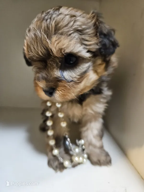 GEORGIA  – Cavapoo, Shihpoo puppy for sale in Garyville, LA