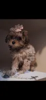 Georgia Toy Poodle & Cavapoo Shihpoo , a female Cavapoo and Shihpoo for sale in Garyville, LA – 8 of 10