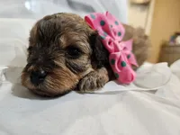 GEORGIA , a female Cavapoo and Poodle - Toy  for sale in Garyville, LA – Photo 4 of 10