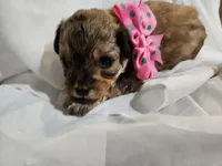 GEORGIA , a female Cavapoo and Poodle - Toy  for sale in Garyville, LA – Photo 3 of 10