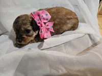 GEORGIA , a female Cavapoo and Poodle - Toy  for sale in Garyville, LA – Photo 10 of 10