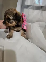 GEORGIA , a female Cavapoo and Poodle - Toy  for sale in Garyville, LA – Photo 6 of 10