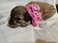 GEORGIA , a female Cavapoo and Poodle - Toy  for sale in Garyville, LA – Photo 9 of 10