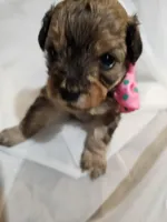 GEORGIA , a female Cavapoo and Poodle - Toy  for sale in Garyville, LA – Photo 5 of 10