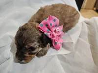 GEORGIA , a female Cavapoo and Poodle - Toy  for sale in Garyville, LA – Photo 8 of 10