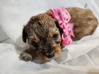 GEORGIA , a female Cavapoo and Poodle - Toy  for sale in Garyville, LA – Photo 7 of 10