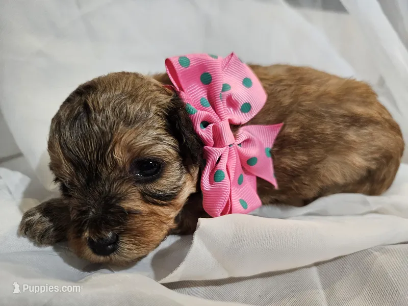 GEORGIA  – Cavapoo, Poodle - Toy  puppy for sale in Garyville, LA
