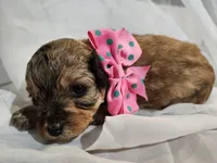 GEORGIA , a female Cavapoo and Poodle - Toy  for sale in Garyville, LA – Photo 1 of 10