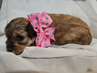 GEORGIA , a female Cavapoo and Poodle - Toy  for sale in Garyville, LA – Photo 2 of 10