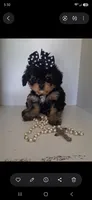 JOURNIE  F1B, a female Cavapoo and Poodle - Toy  for sale in Garyville, LA – 8 of 9