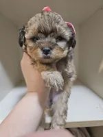 GEORGIA , a female Cavapoo and Poodle - Toy  for sale in Garyville, LA – 6 of 9