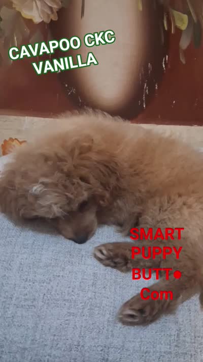 Vanilla , a male Cavapoo and Poodle - Toy  for sale in Garyville, LA – 9 of 9