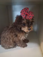 Janie, a female Cavapoo and Poodle - Toy  for sale in Garyville, LA – 6 of 7
