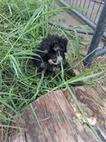 Mateo  tea cup size ckc , a male Cavapoo and Poodle - Toy  for sale in Garyville, LA – 7 of 9