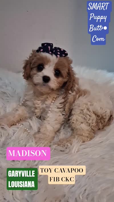 MADISON     TOY SIZE  CAVAPOO , a female Cavapoo and Poodle - Toy  for sale in Garyville, LA – 3 of 10