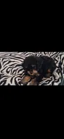 Mateo  tea cup size ckc , a male Cavapoo and Poodle - Toy  for sale in Garyville, LA – 6 of 9
