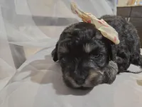 ATLANTA, a female Cavapoo and Poodle - Toy  for sale in Garyville, LA – Photo 5 of 5
