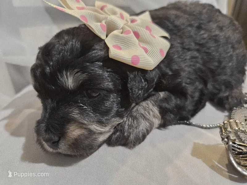 ATLANTA – Cavapoo, Poodle - Toy  puppy for sale in Garyville, LA