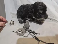 ATLANTA, a female Cavapoo and Poodle - Toy  for sale in Garyville, LA – Photo 3 of 5
