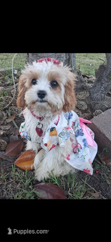MADISON      – Cavapoo, Poodle - Toy  puppy for sale in Garyville, LA