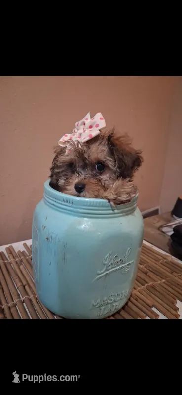 Georgia Toy Poodle & Cavapoo Shihpoo  – Cavapoo, Shihpoo puppy for sale in Garyville, LA