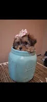 Georgia Toy Poodle & Cavapoo Shihpoo , a female Cavapoo and Shihpoo for sale in Garyville, LA – 1 of 10