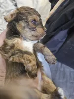 Janee, a female Cavapoo and Poodle - Toy  for sale in Garyville, LA – 7 of 7