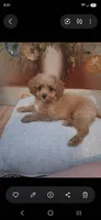Vanilla , a male Cavapoo and Poodle - Toy  for sale in Garyville, LA – 5 of 9