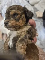 Janee, a female Cavapoo and Poodle - Toy  for sale in Garyville, LA – 6 of 7