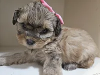 GEORGIA , a female Cavapoo and Poodle - Toy  for sale in Garyville, LA – 5 of 9