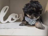 ARMANI , a male Cavapoo and Poodle - Toy  for sale in Garyville, LA – 5 of 10