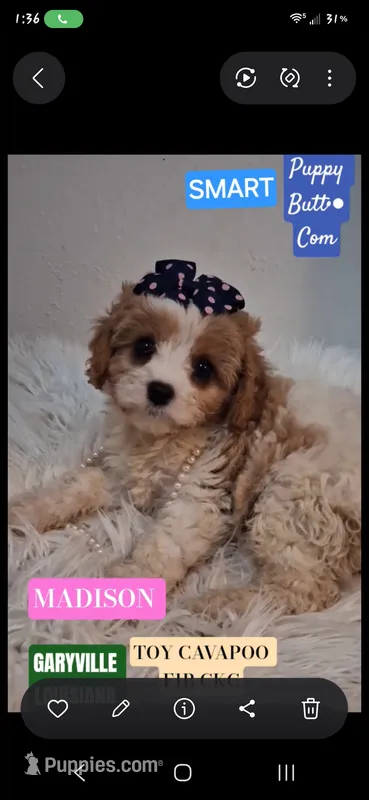 MADISON      – Cavapoo, Poodle - Toy  puppy for sale in Garyville, LA