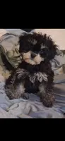 Mason , a male Cavapoo and Poodle - Toy  for sale in Garyville, LA – 8 of 8