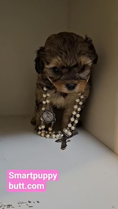 GEORGIA , a female Cavapoo and Shihpoo for sale in Garyville, LA – 3 of 10