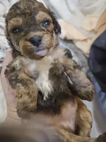 Janee, a female Cavapoo and Poodle - Toy  for sale in Garyville, LA – 5 of 7