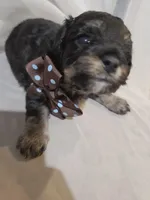 ARMANI , a male Cavapoo for sale in Garyville, LA – Photo 6 of 7