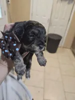 ARMANI , a male Cavapoo for sale in Garyville, LA – Photo 2 of 7