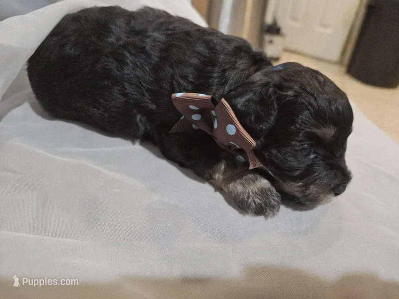 ARMANI  – Cavapoo puppy for sale in Garyville, LA