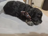 ARMANI , a male Cavapoo for sale in Garyville, LA – Photo 1 of 7