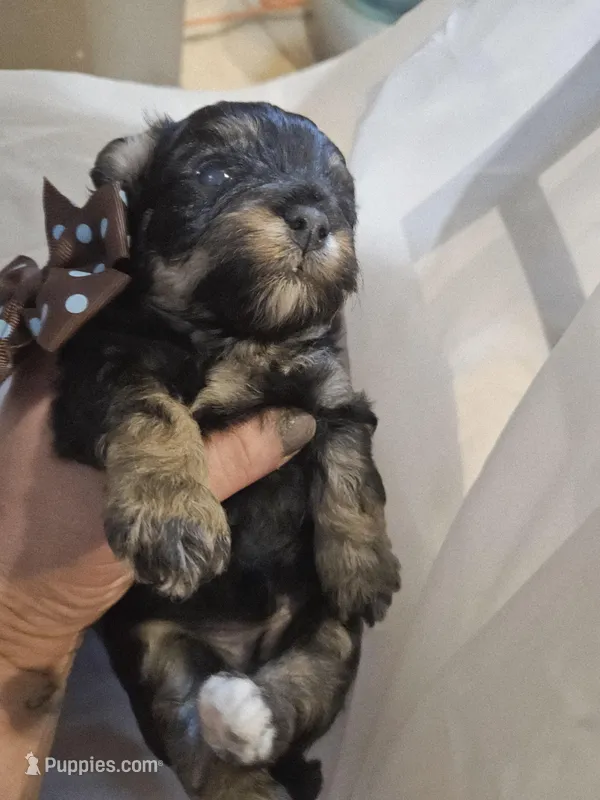 ARMANI  – Cavapoo puppy for sale in Garyville, LA